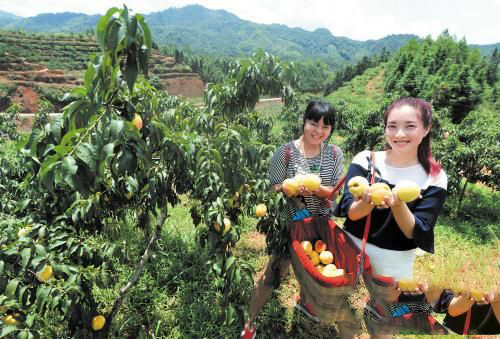 梦见在院子里摘水果