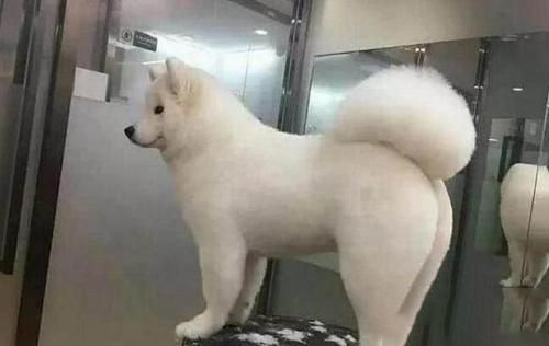 梦见光屁股出门