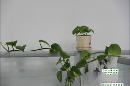 梦见办公室许多植物