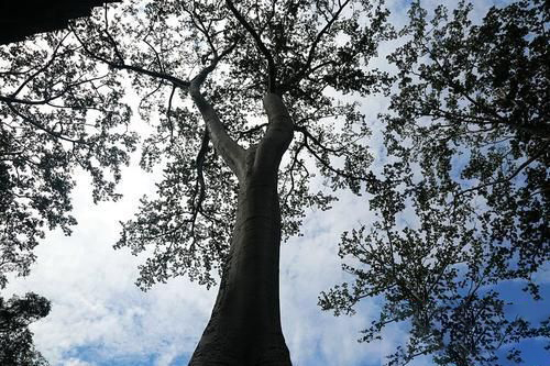梦见在寺庙偷树