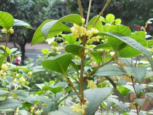 孕妇梦见桂花树