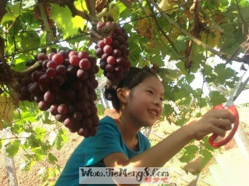 孕妇梦见摘葡萄