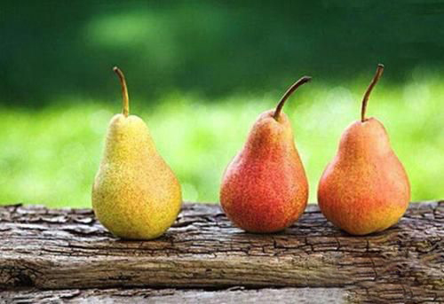 孕妇梦见摘梨
