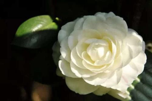 孕妇梦见山茶花