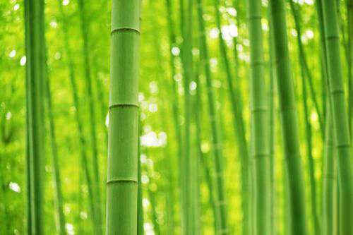 梦见砍绿竹