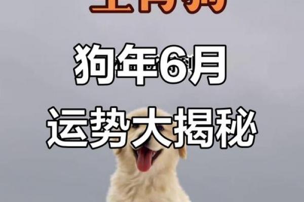 2026年属狗人能否飞黄腾达