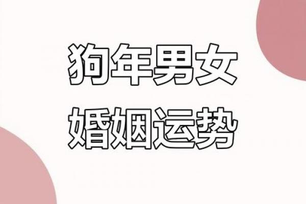 金命属狗者最佳婚配对象解析