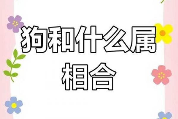 狗与何属相相冲