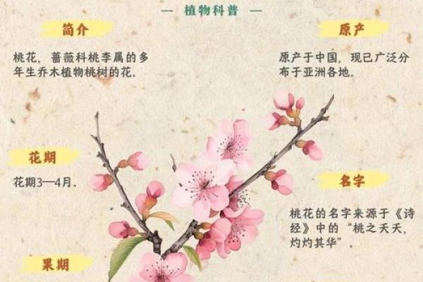 属猴者烂桃花年份解析