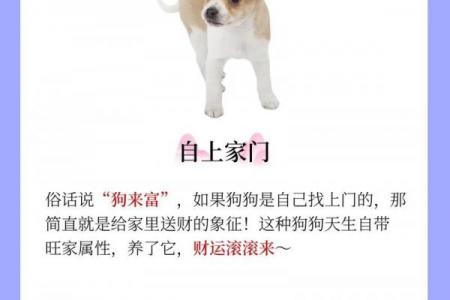 2026年属狗人难逃之劫