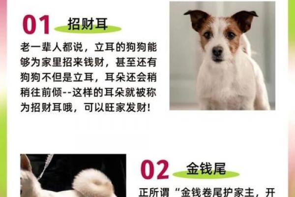 木犬运势如何
