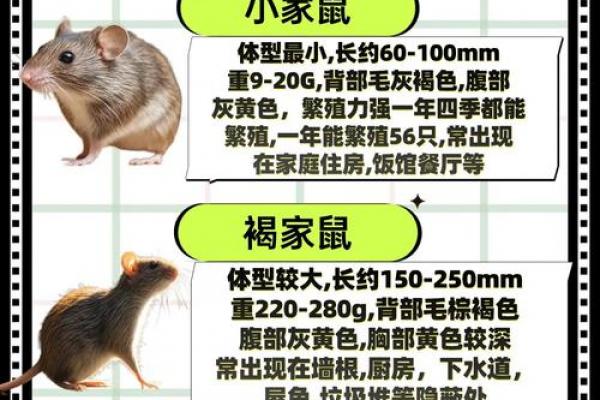 生肖鼠遭小人暗算时的自保策略及命中贵人解析