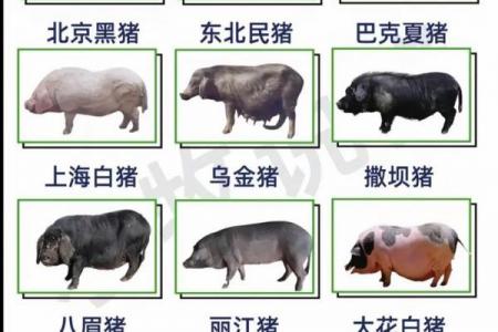 出卖属猪人最厉害的是谁