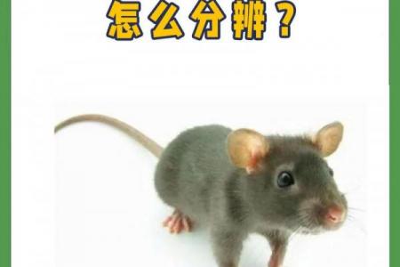 九月出生的老鼠是苦命鼠还是富鼠