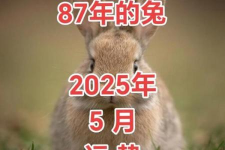 哪个月份出生的兔子运势佳