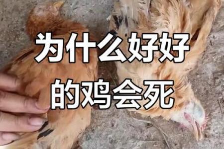 69年属鸡者下半年将遇重大变故