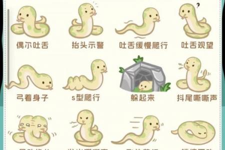 生肖蛇晚年命运解析