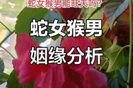 属蛇女2026年能否脱单及找到男朋友