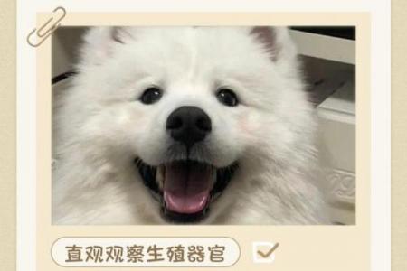 属狗女性是克夫还是旺夫
