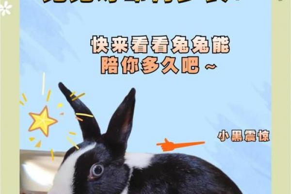 生肖兔一生中最辛苦的年龄段