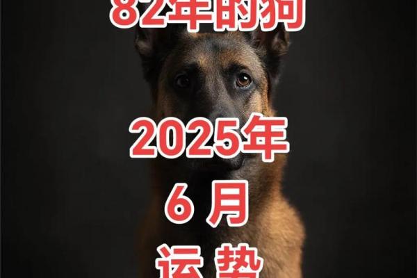 1982年出生属狗者今年运势解析