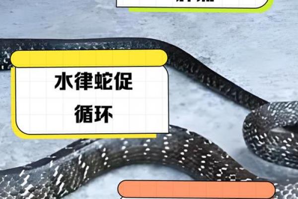水蛇命与土蛇命是否相配