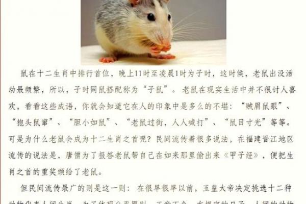 属猪者为何避让鼠年出生之人