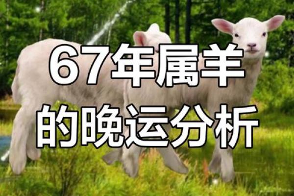 67年腊月属羊人命运如何