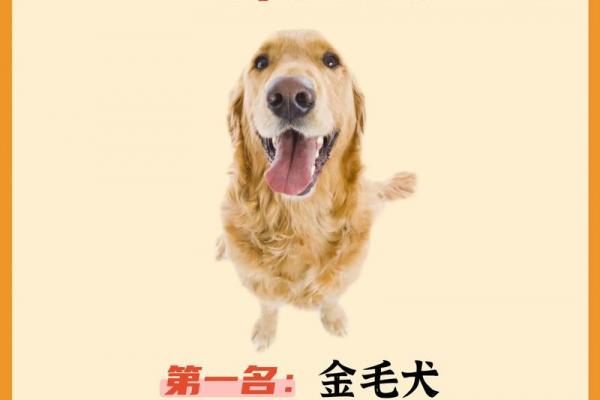 2026丙午年属狗者需规避的禁忌事项