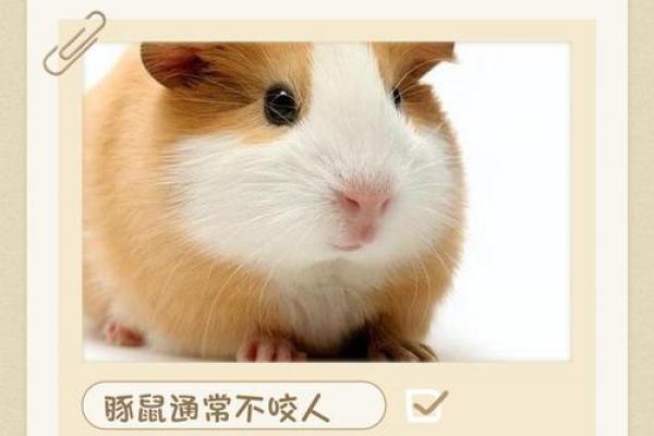 属鼠之人最痛恨的三人是谁