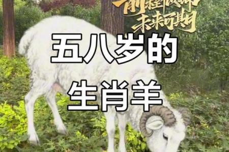 属羊者离异后能否获得幸福