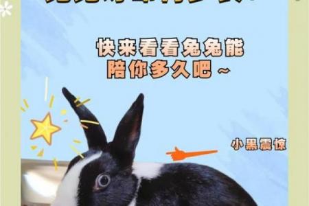 生肖兔一生中最辛苦的年龄段