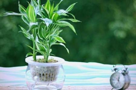 属兔者卧室旺财植物推荐