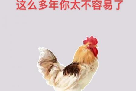惹不起属鸡的生肖是谁，谁在属鸡人面前认怂