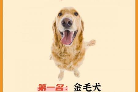 2026丙午年属狗者需规避的禁忌事项