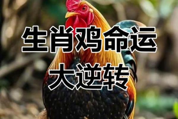 93年属鸡的人从几岁起运势开始好转