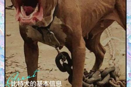 属狗人是否记仇及报复心理强弱分析