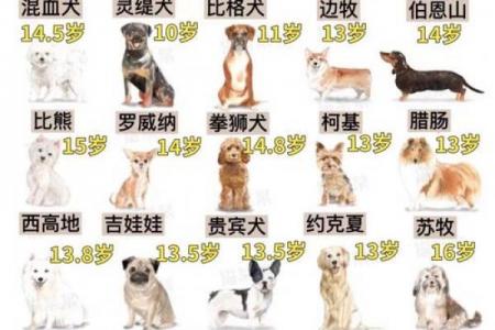 八月出生的狗是命苦还是命好
