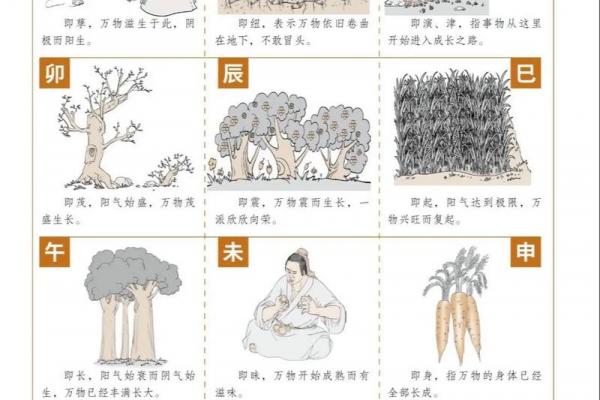 十二地支顺口溜精简版
