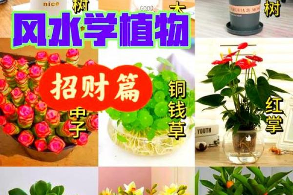 属龙者卧室旺财植物推荐