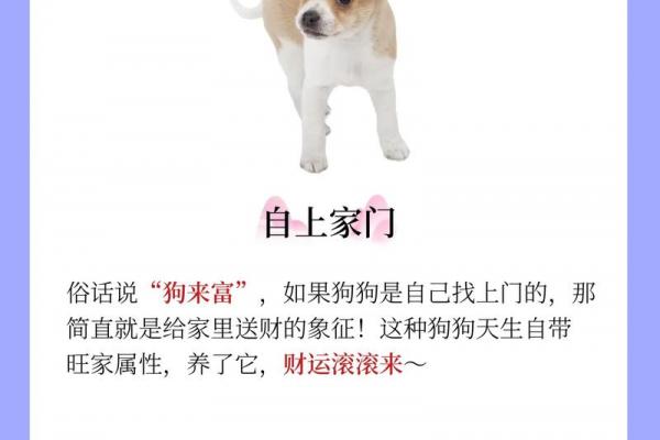 金狗命的命理含义