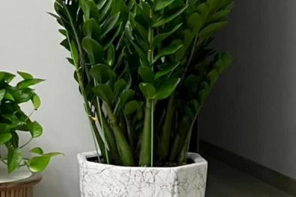 属牛人卧室摆放哪些植物有助招财