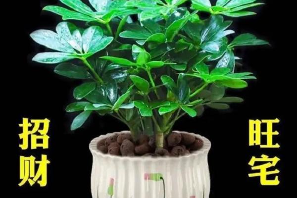 属牛人卧室摆放哪些植物有助招财