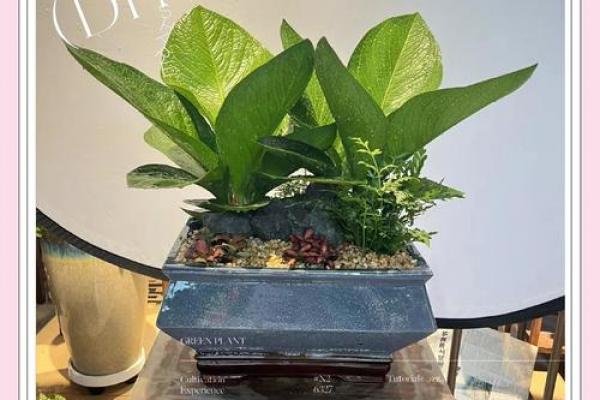 属牛人卧室摆放哪些植物有助招财