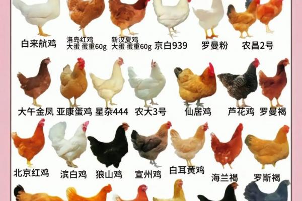几月出生的鸡最好