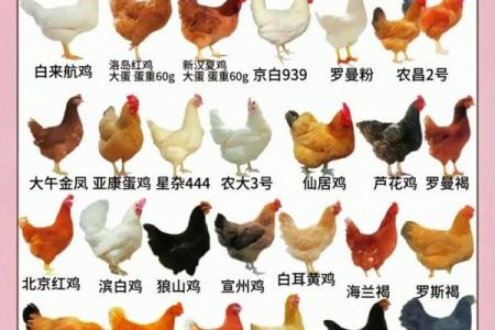 几月出生的鸡最好