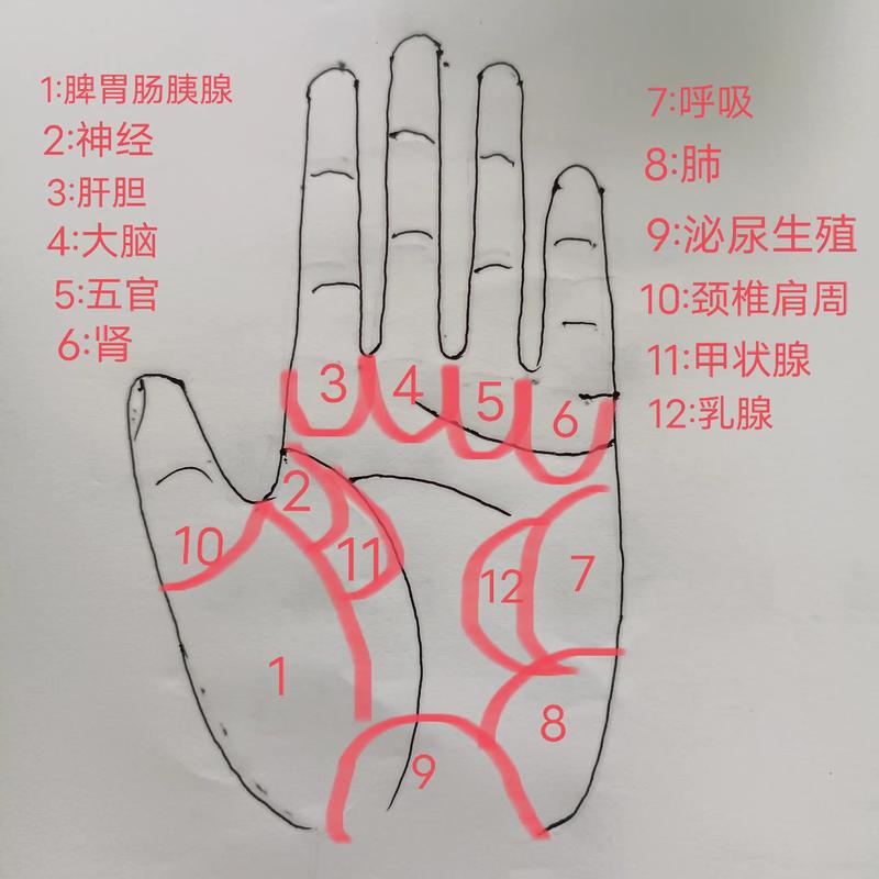 手相解读：十二生肖掌纹密码全揭秘