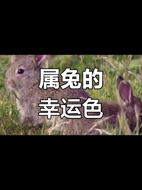 63年兔大忌颜色：这三种颜色千万要避开
