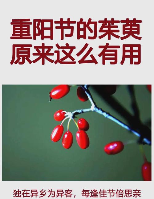 十二生肖插茱萸宜忌_重阳节插茱萸_重阳节插茱萸命理玄机