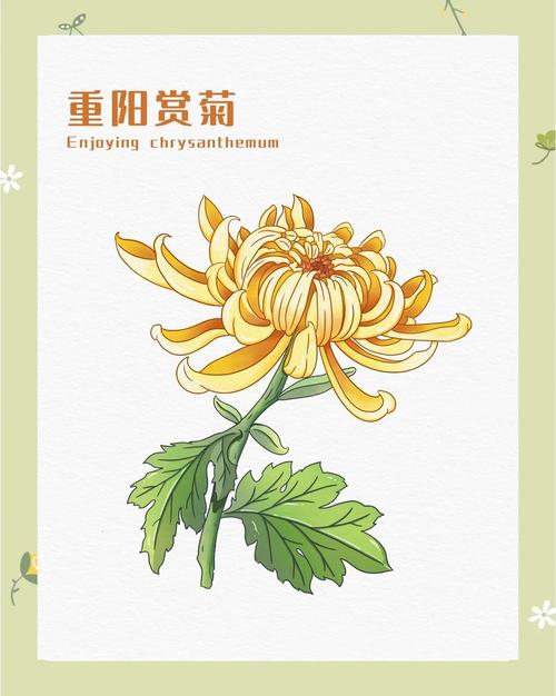 重阳节赏菊 什么生肖最旺 菊花颜色与方位有讲究
